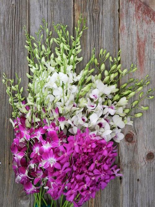 30-FUCHSIA MOKARA AND 30-  ASSORTED DENDROBIUM ORCHID